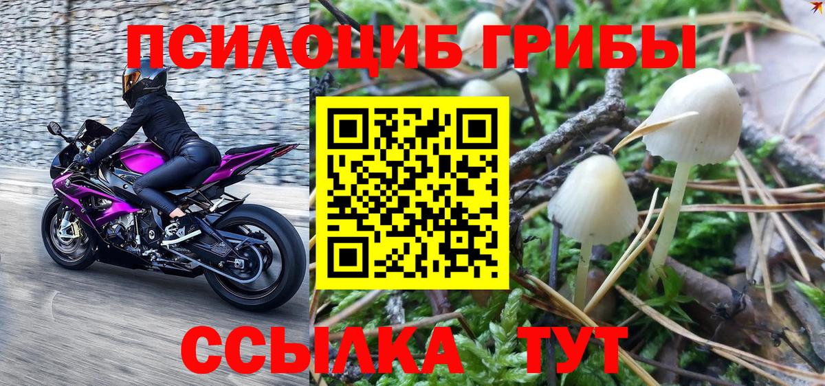 Ефремов  Псилоцибиновые грибы Cubensis  Вход с VPN 